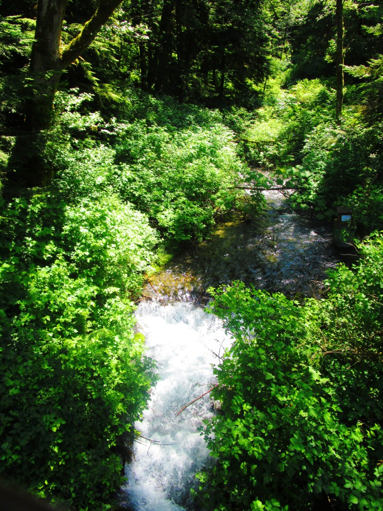 A creek amongst the green.