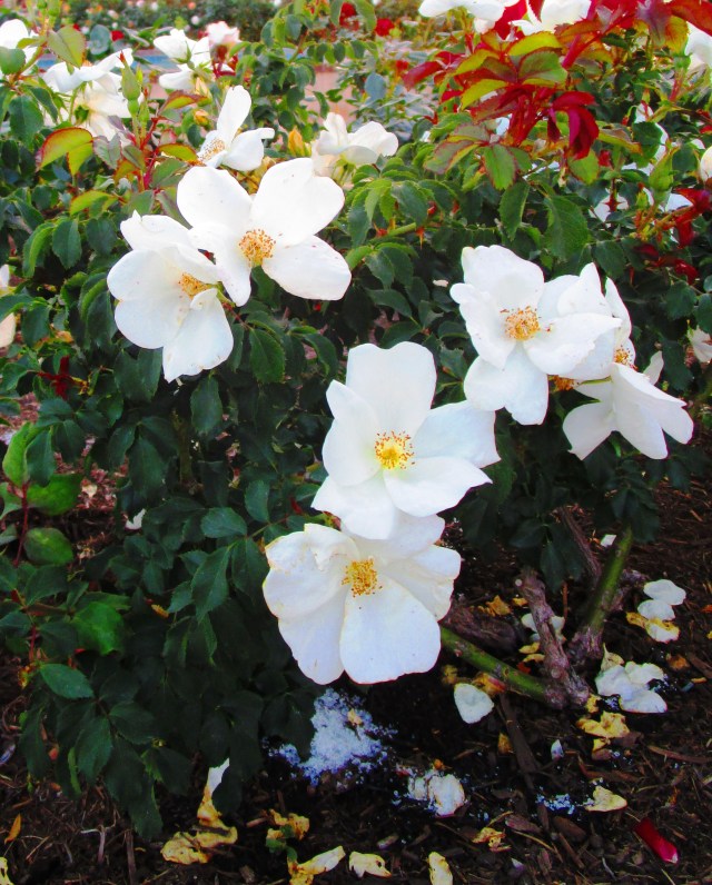 Flora Blanca by Tommia Wright