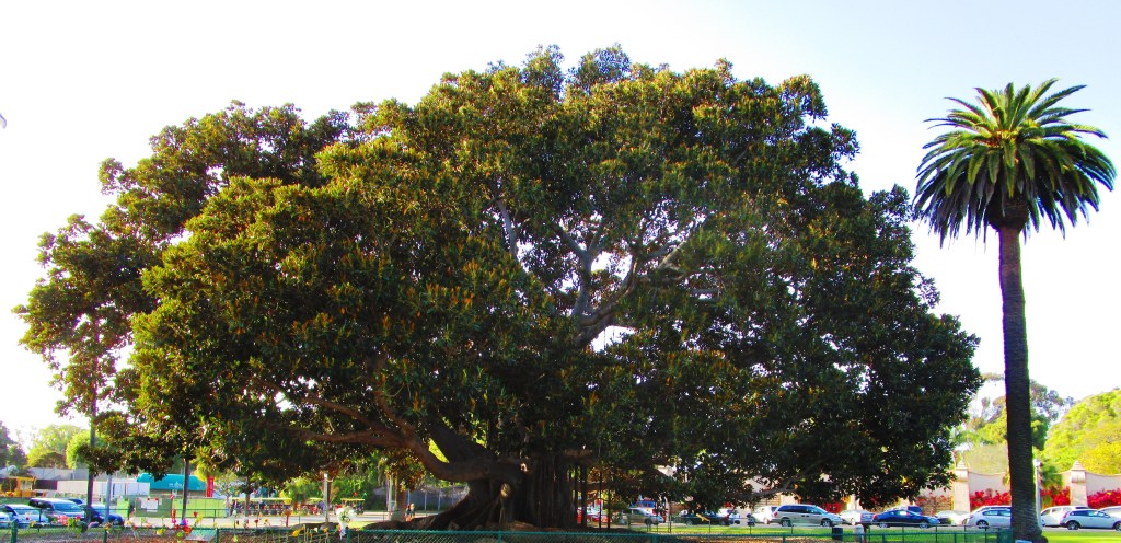 The Tree at Balboa Park, next to it, a palm tree.