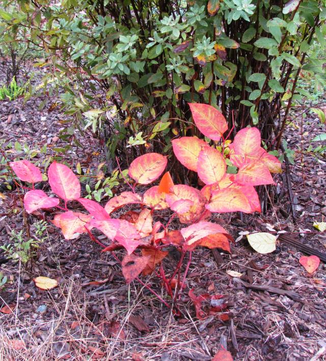 At Cedar River Watershed 2015