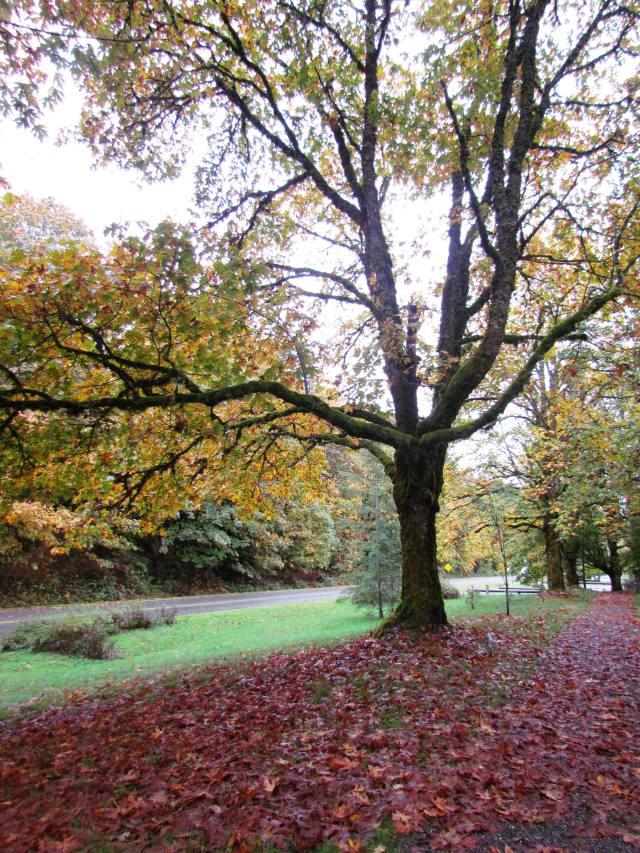 By Cedar River/Rattlesnake Lake 2015