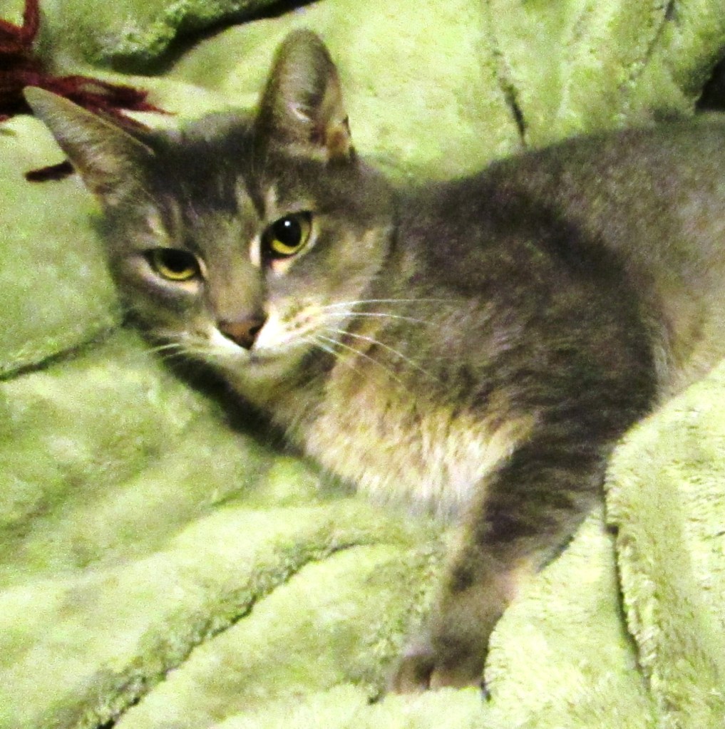 Gray and white cat laying on a blanket.