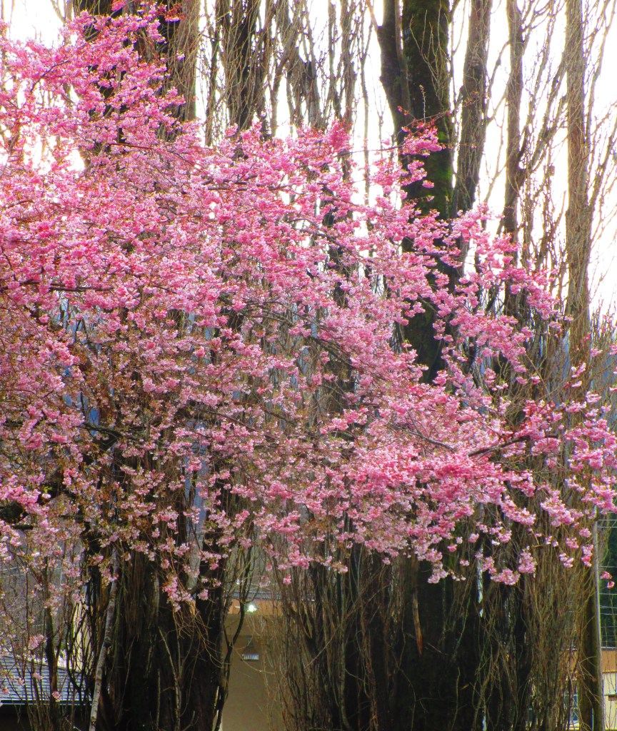 Pink blossoms in full bloom along a sidewalk.