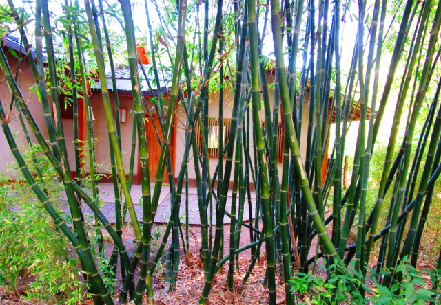 Tea House in the Japanese Friendship Gardens.JPG