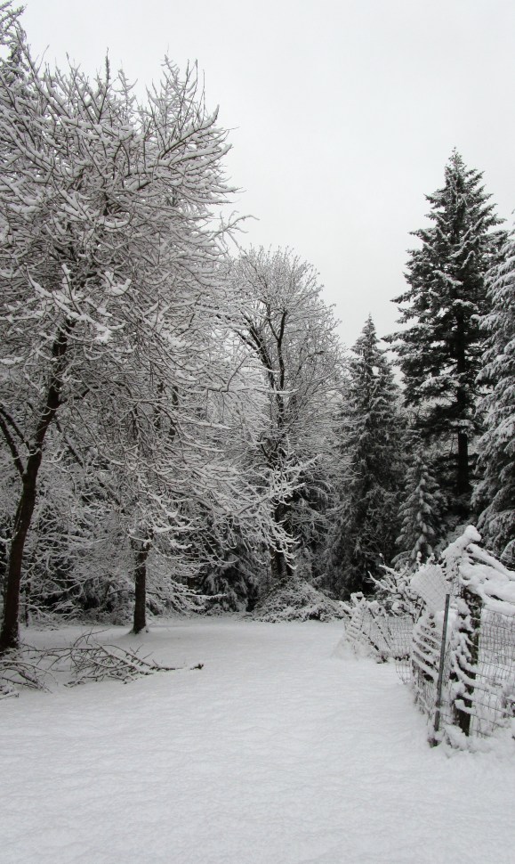 first-snow-of-the-year