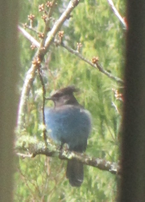 Blue Jay 3.25.2020