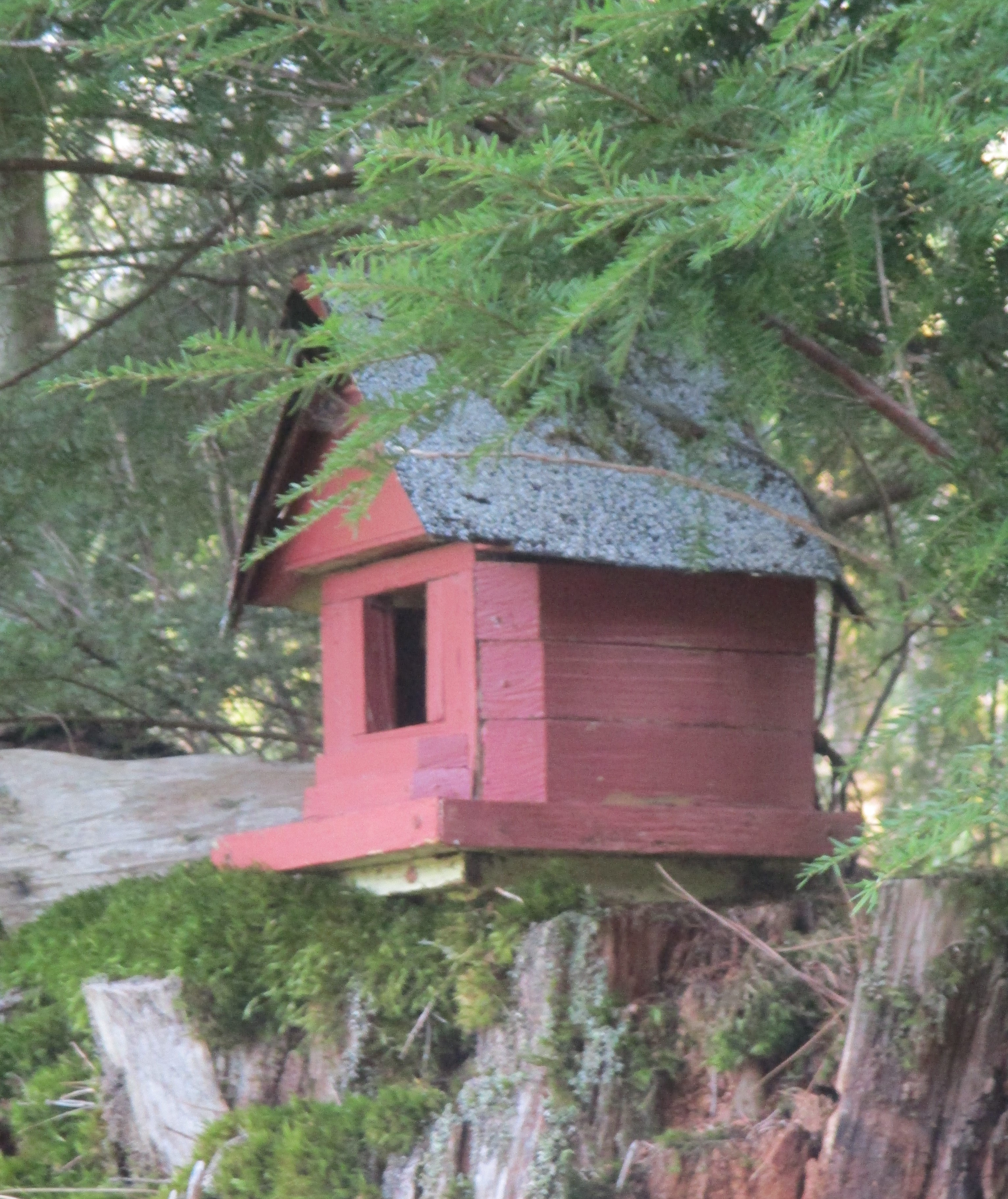 Red Bird House