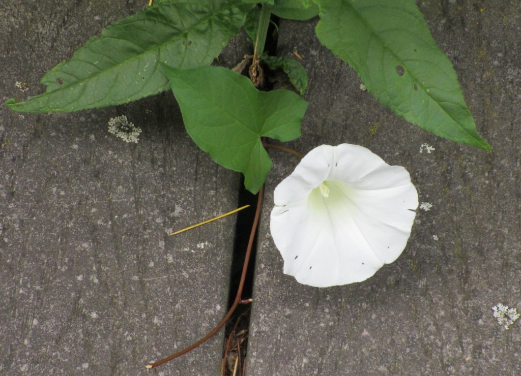 A white flower on the boardwalk, green leaves visible between the boards.
