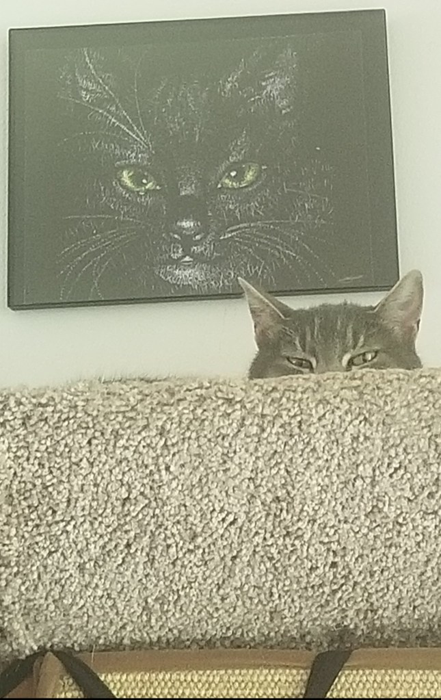 A gray and white cat visible from eyes/ears only from a cat tree. Cat sits below a black and white portrait of Schrodinger's Cat made entirely of numbers.