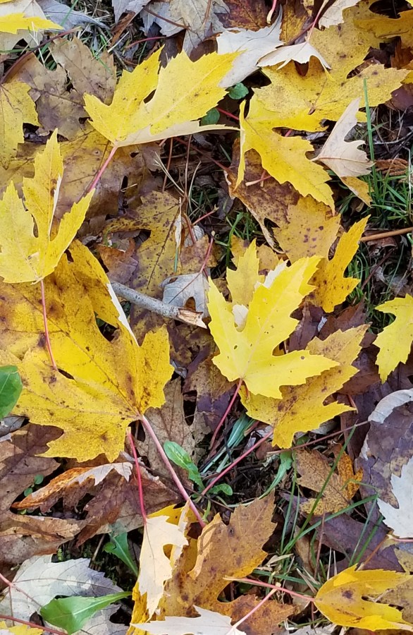 Yellow Fallen Leaves 11.2020