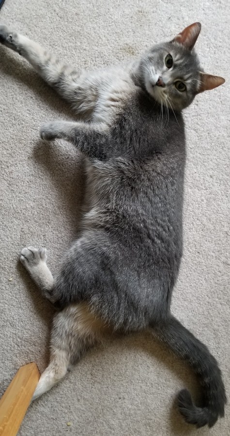 Cat stretched out on its side on the carpet looking at you.