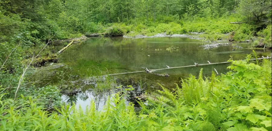 Lake surrounded by greenery, a few fallen trees.