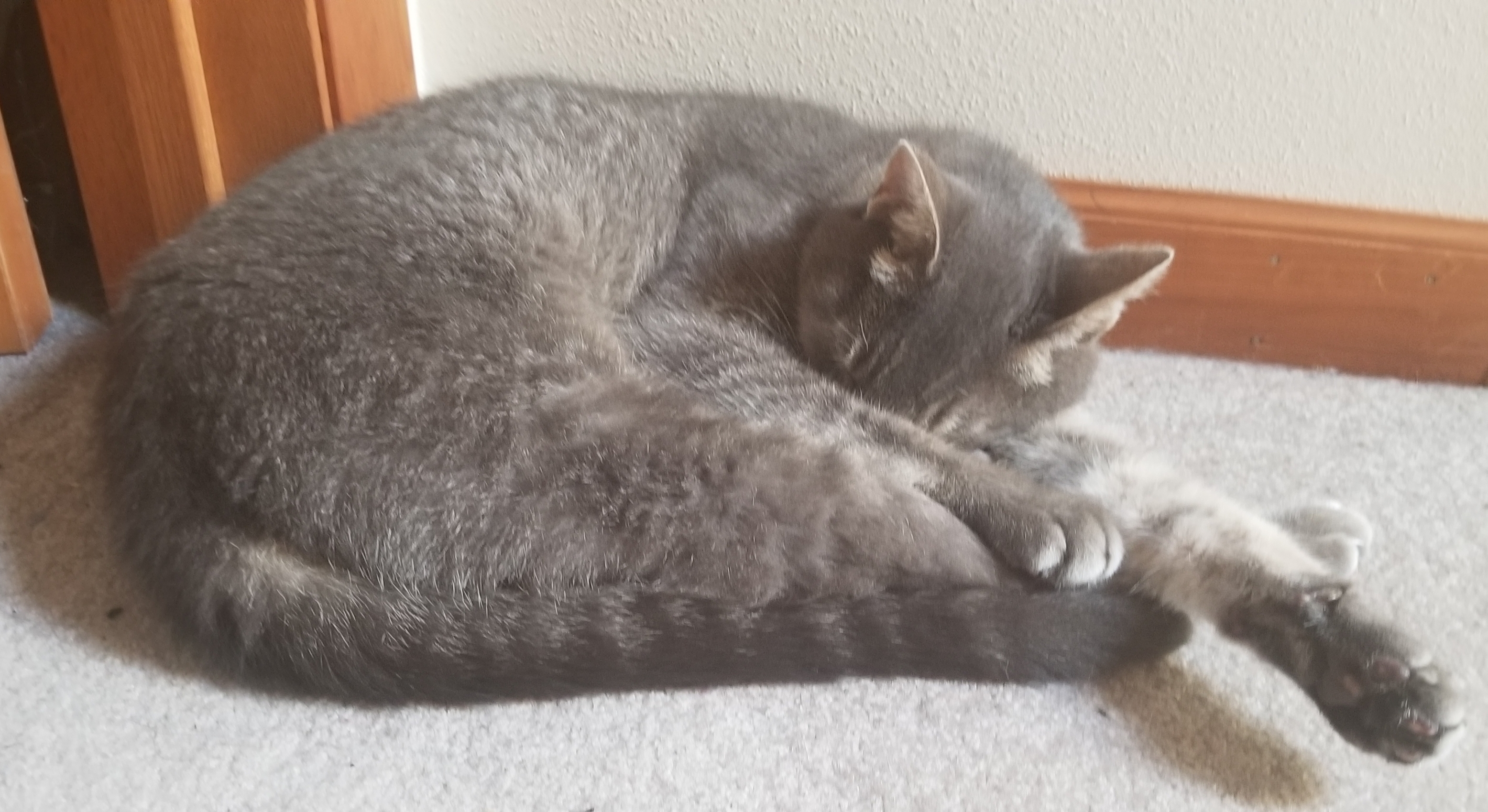 Gray cat asleep on the floor, paws outstretched. 