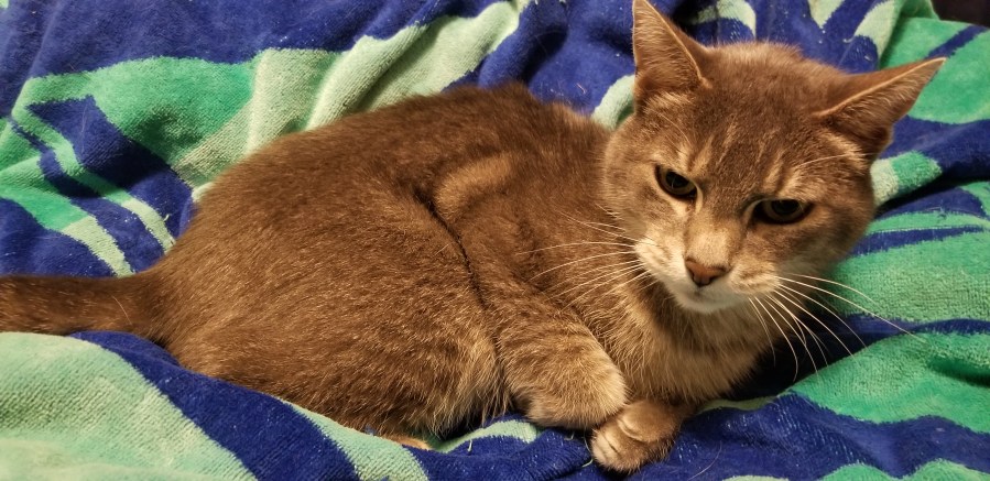Gray and white cat curled up on a blue, light blue beach towel.