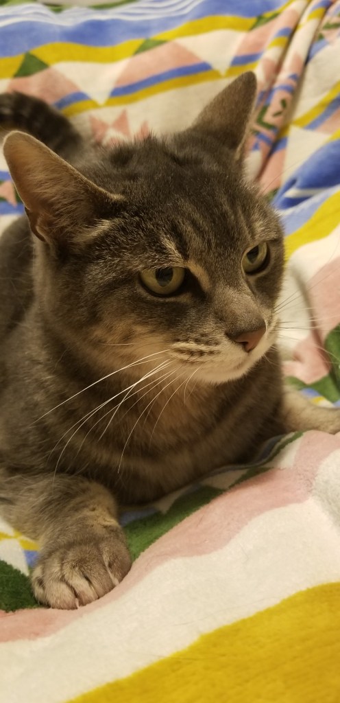 Gray and white cat laying on a patterned blanket.