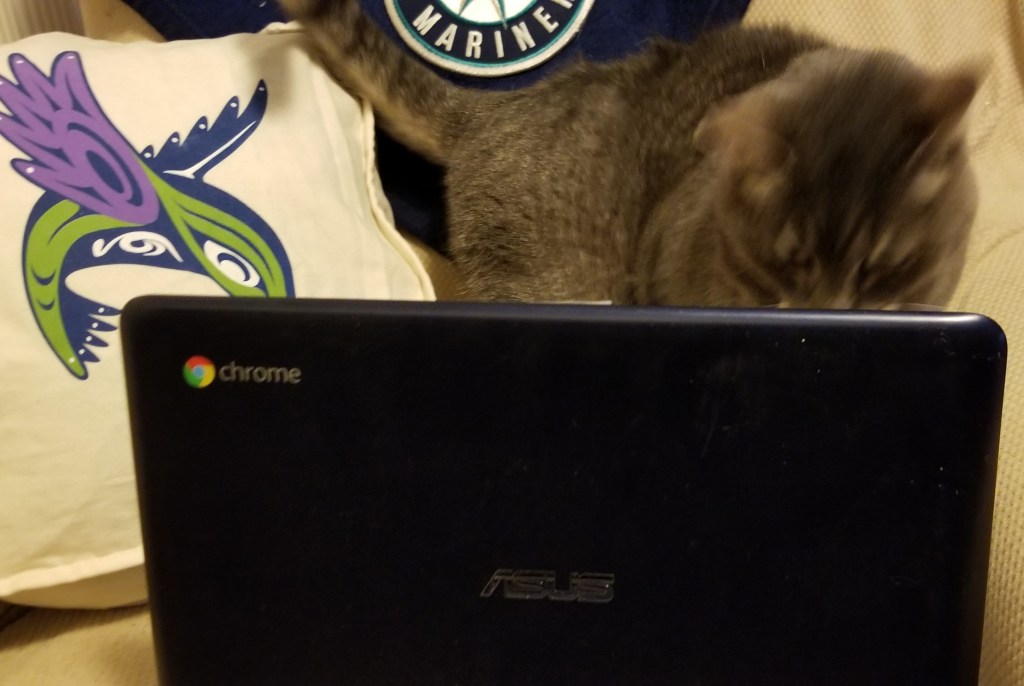 Cat sitting in an arm chair with a humming bird tote and Seattle Mariners blanket behind him, as he looks at a laptop in front of him.