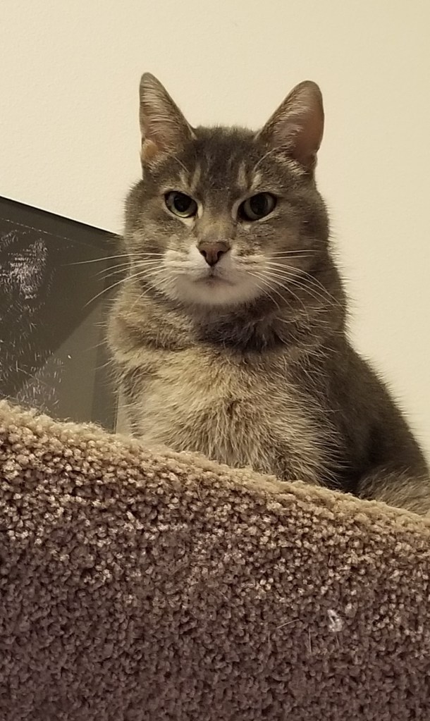 Gray and white cat sitting on the top perch of a cat tree looking to your left.