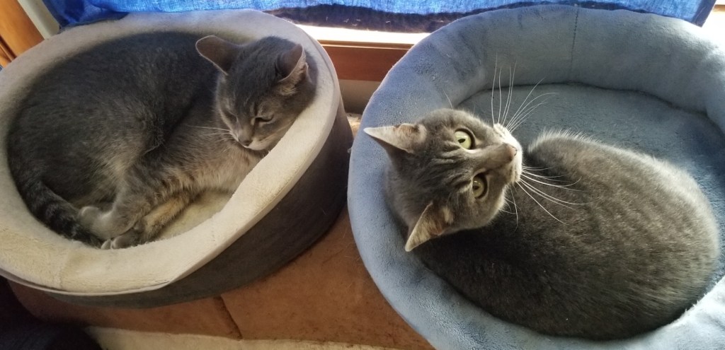 Two gray and white cats resting in their cat beds.
