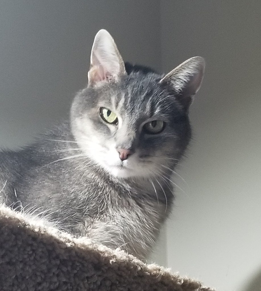 Gray and white cat staring down at you from atop a cat tree.