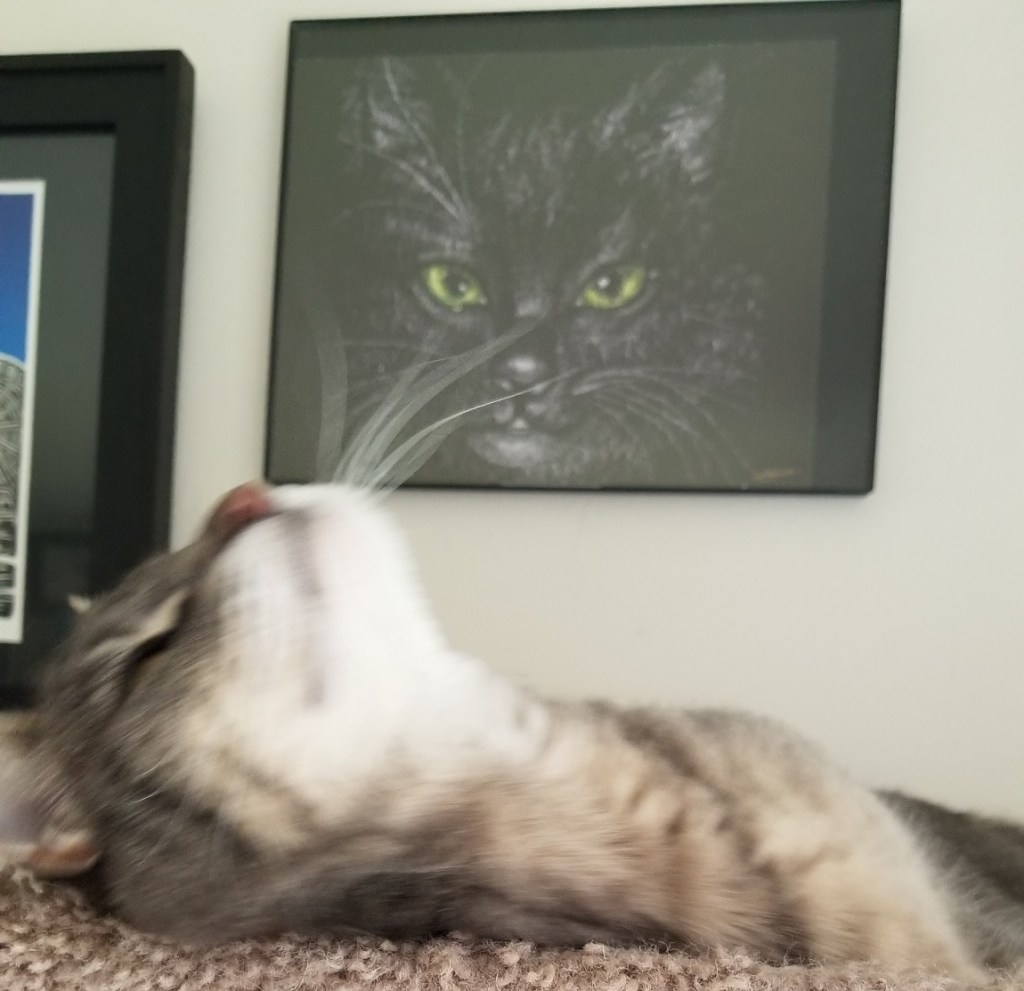 A gray and white cat with her head tilted back looking up at the ceiling.