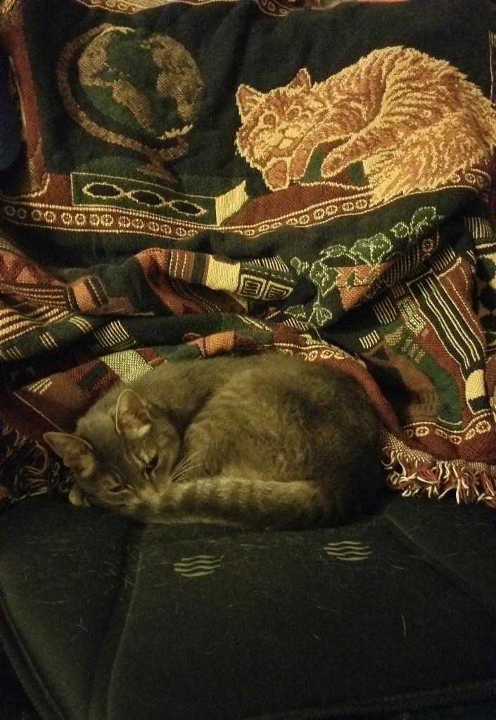 Gray and white cat curled up on a chair. A blanket/tapestry with a library, cat, and globe woven on it is draped on the back of the chair behind the cat.