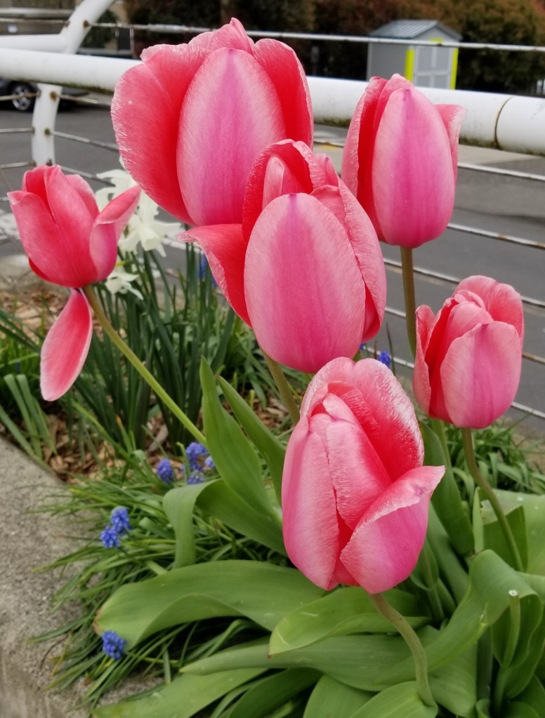 Pink flowers close up in a city park garden 