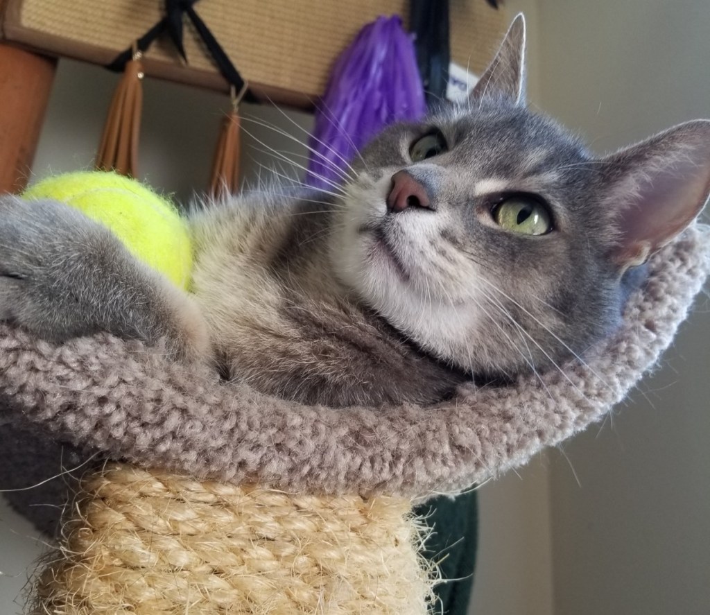 Gray and white cat laying back on a part of a cat tree. Cat's looking up and away while holding a yellow ball in its paw.