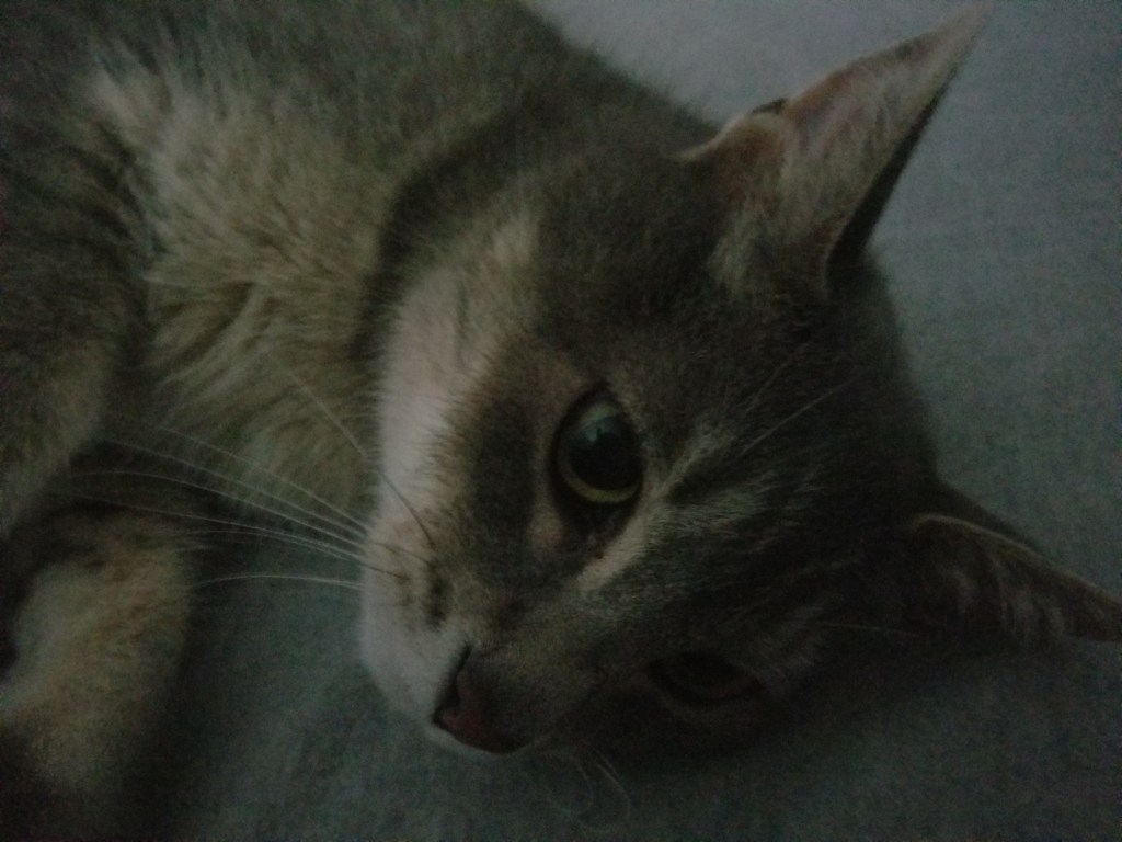 Gray and white cat lying down and looking away