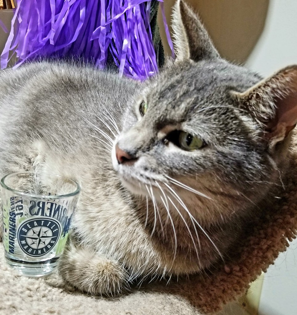 A gray and white cat looking to his left, an empty Seattle Mariners shot glass in front of him.