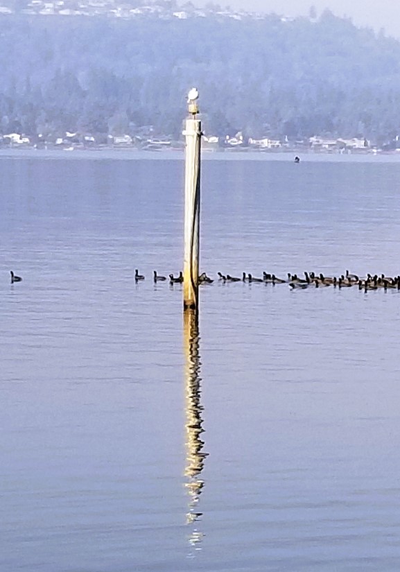 Lake Sammamish. A seagull atop a pole, reflected on the water's surface. A lone duck on the left, a gathering of ducks on the right.