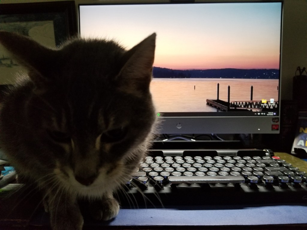 A gray and white cat sitting on a desk just beside a typewriter keyboard and computer monitor.