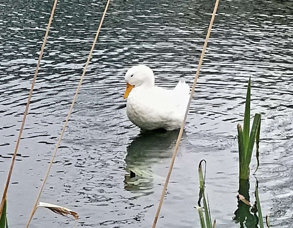 A white duck in a man-made pond. 